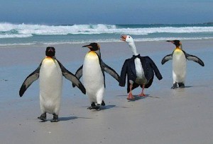 identity-theft