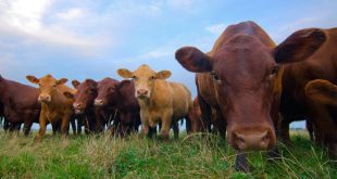 Herd of beef cattle standing in a green pasture, with one brown cow close to the camera in the foreground